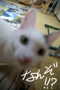 IMGP2366.jpg