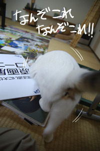 IMGP2368.jpg