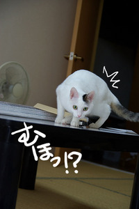 IMGP2371.jpg